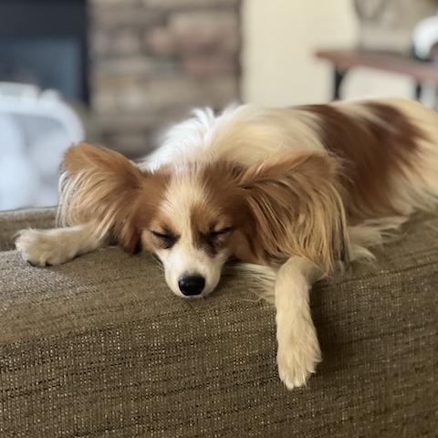Bozzy, Ivan's dog